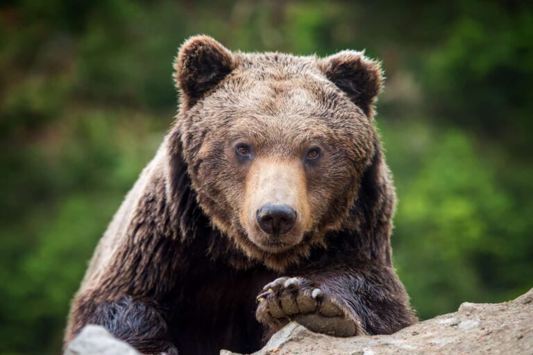 finland brown bear staring at camera istk