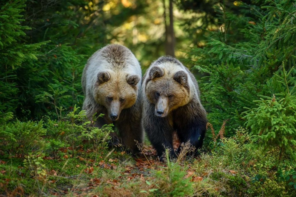 finland two large brown bears in forest istk