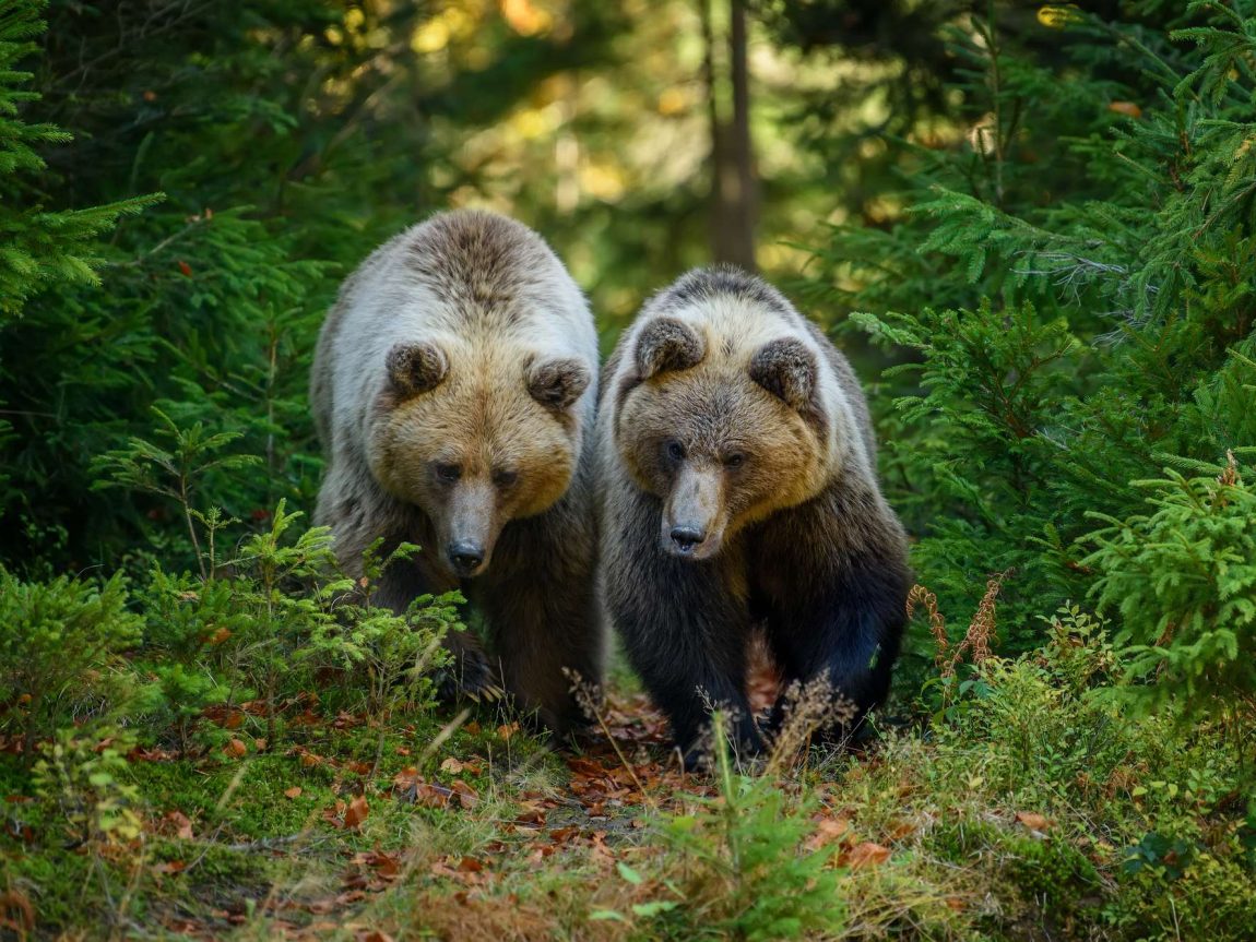 finland two large brown bears in forest istk