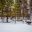 finnish lapland husky sledding from beana laponia rth