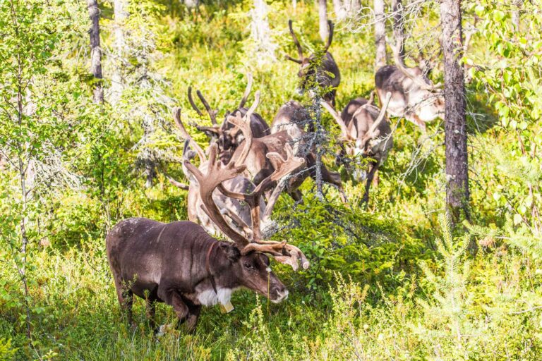 finnish lapland inari reindeer grazing in summer istk