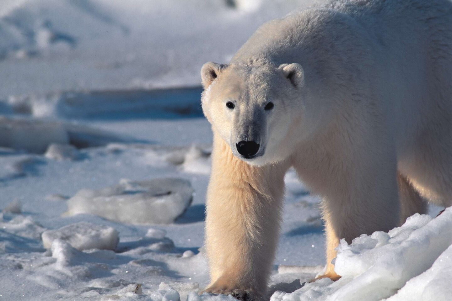 Loan polar bear in Greenland