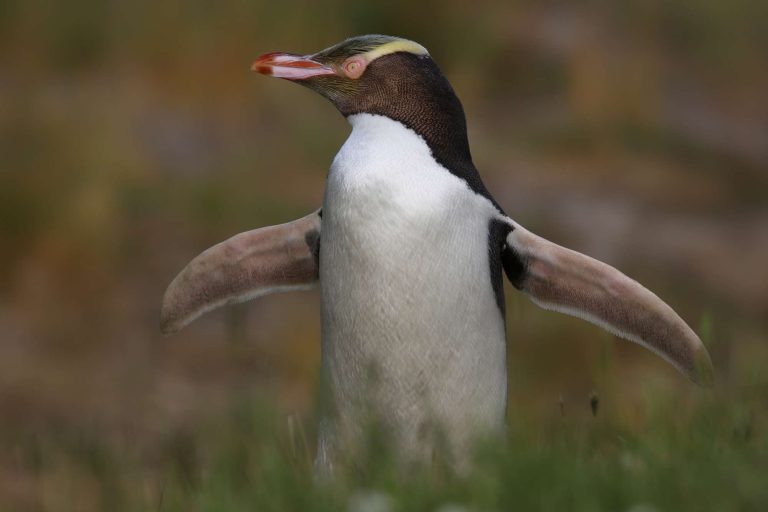 new zealand stewart island yellow eyed penguin istk