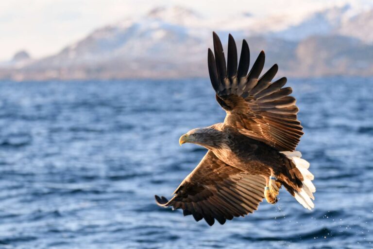 norway white tailed eagle in flight iskt