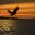 norway white tailed eagle silhouette at sunset istk