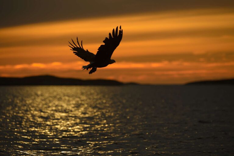 norway white tailed eagle silhouette at sunset istk