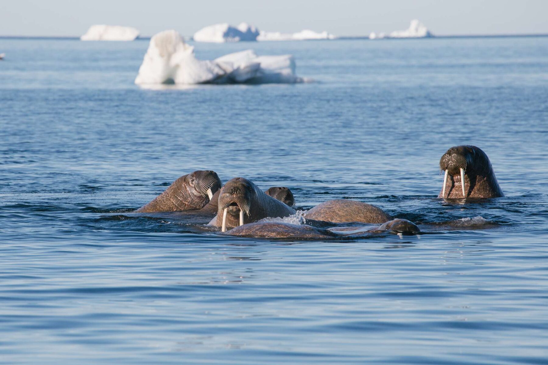 arctic franz josef land walrus pos