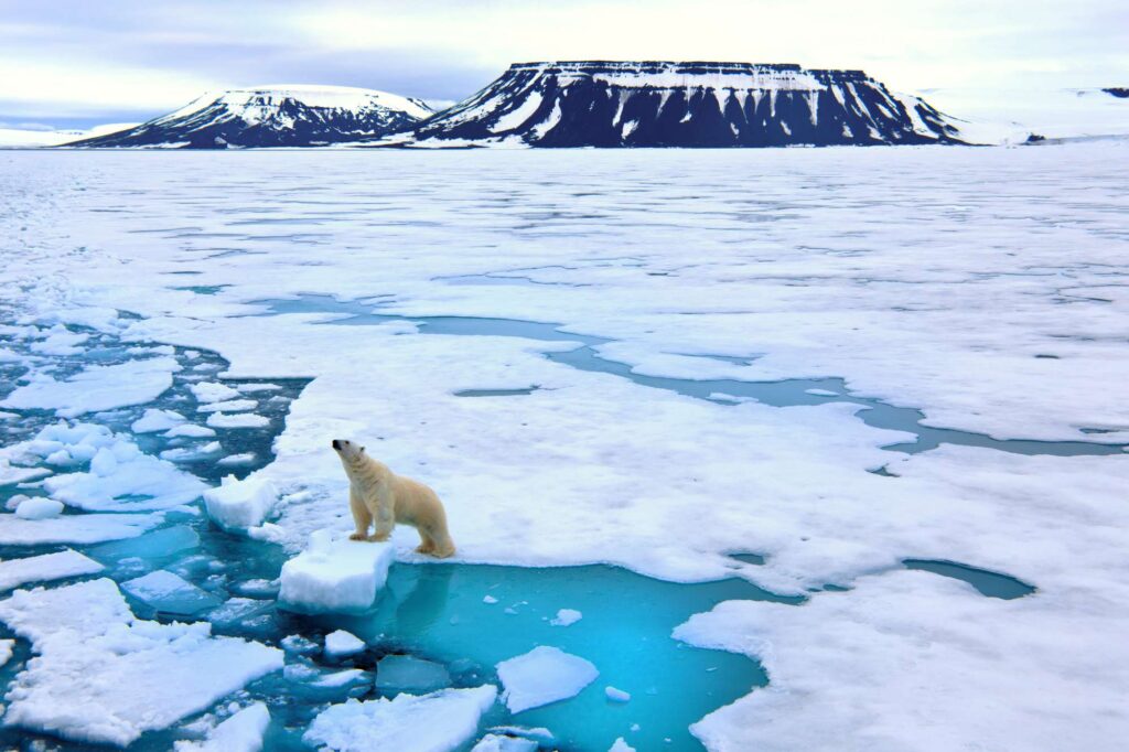arctic polar bear picking up scent on pack ice istk
