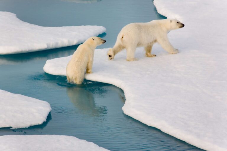 arctic polar bears climbing onto sea ice istk