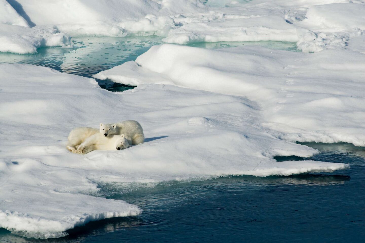 arctic polar bears resting on pack ice istk