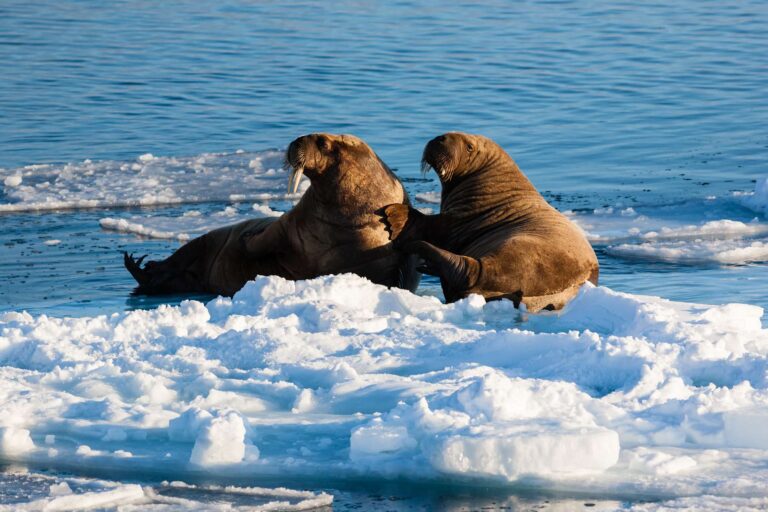 arctic walrus on pack ice spitsbergen istk
