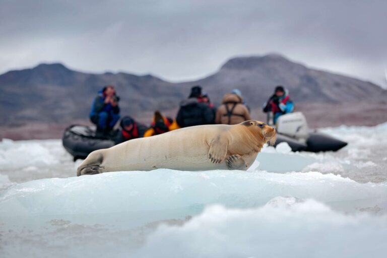 arctic watching bearded seal on zodiac cruise astk