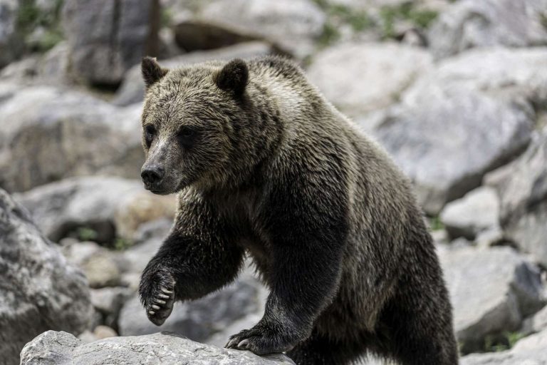canada grizzly bear on rocky shore istk