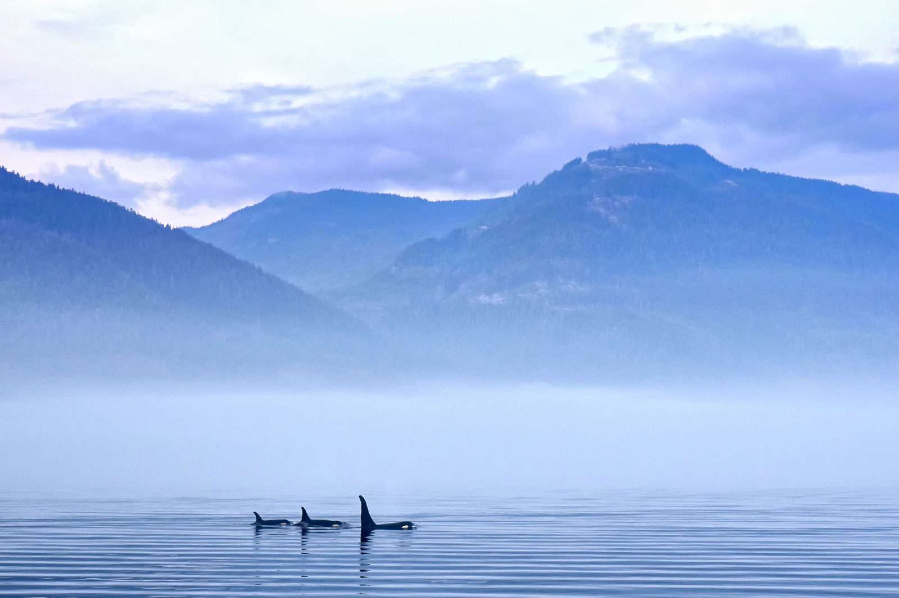 canada orcas offshore vancouver island astk