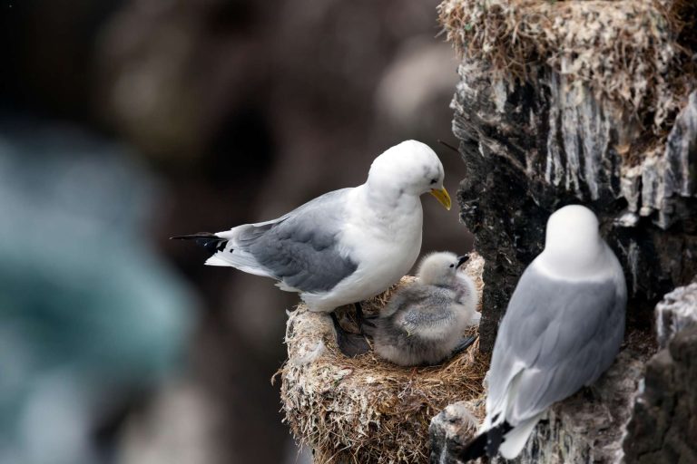 kittiwakes pair with chick on cliff istk