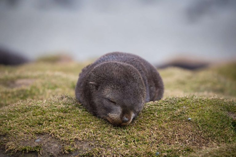 south georgia fur seal pup resting on moss istk