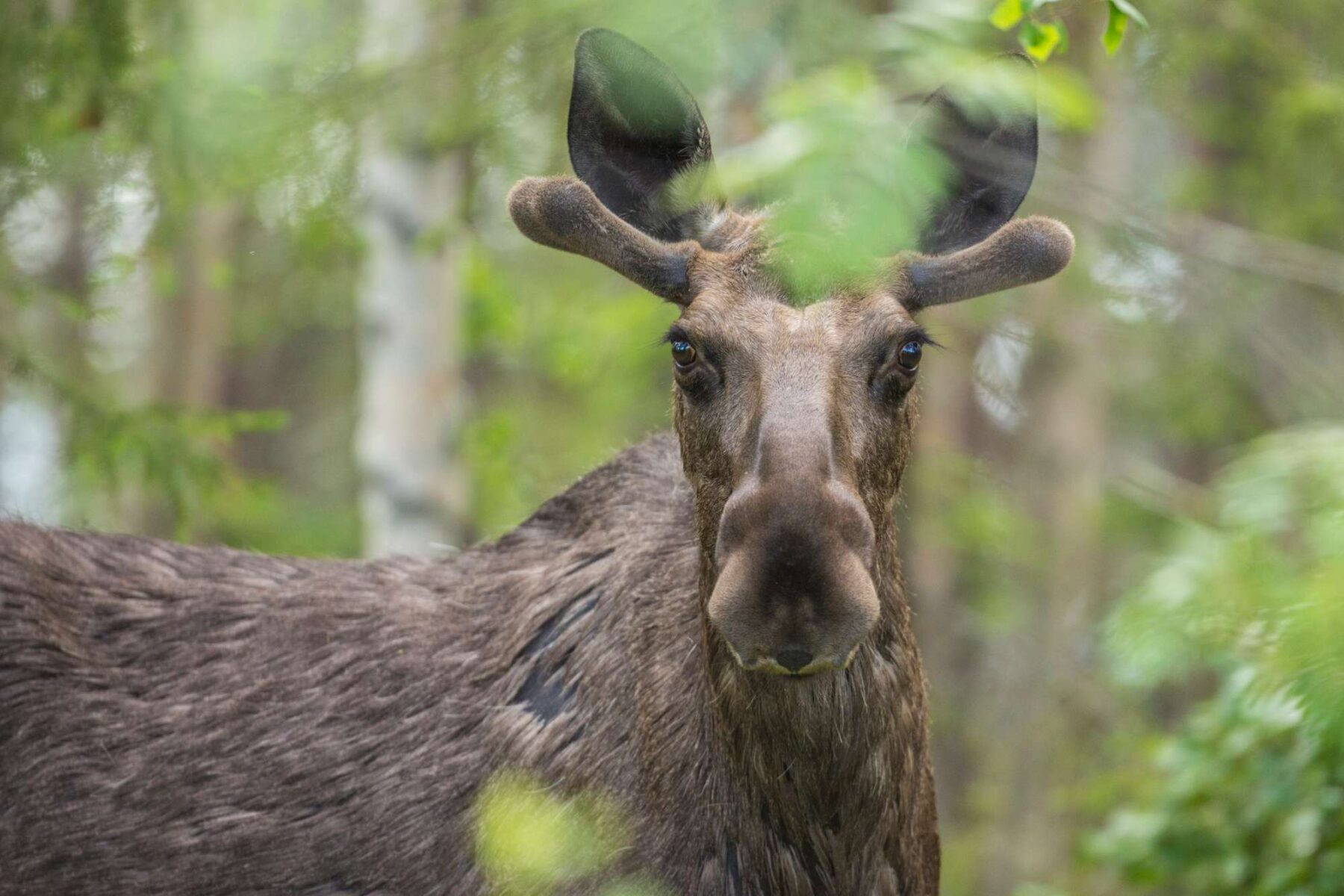 swedish lapland moose in forest istk