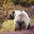 alaska denali national park grizzly bear doll
