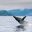 Humpback whale breaching, Kenai Fjords