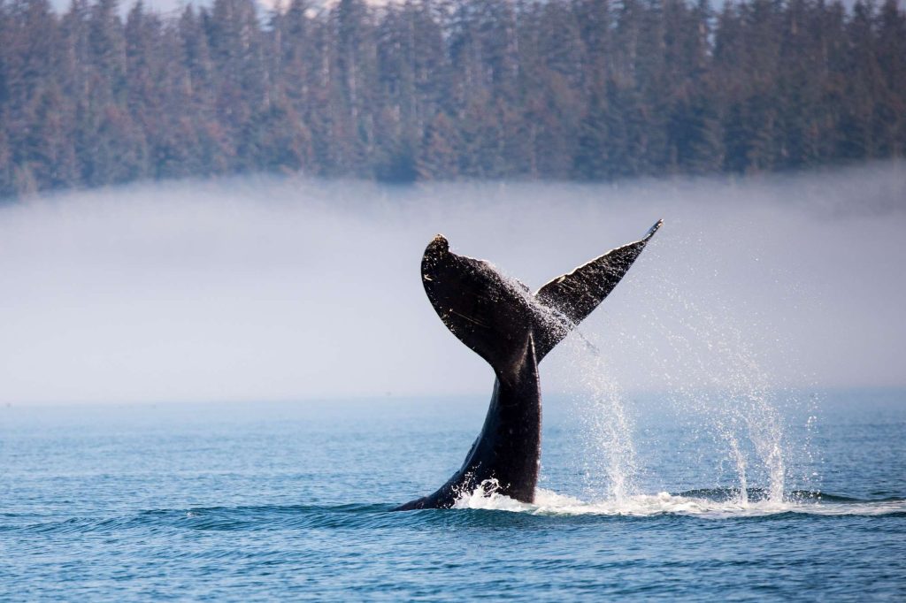 alaska humpback whale tail fin astk