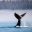 alaska humpback whale tail fin astk