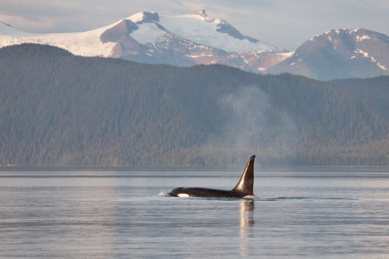 Orca in Frederick Sound