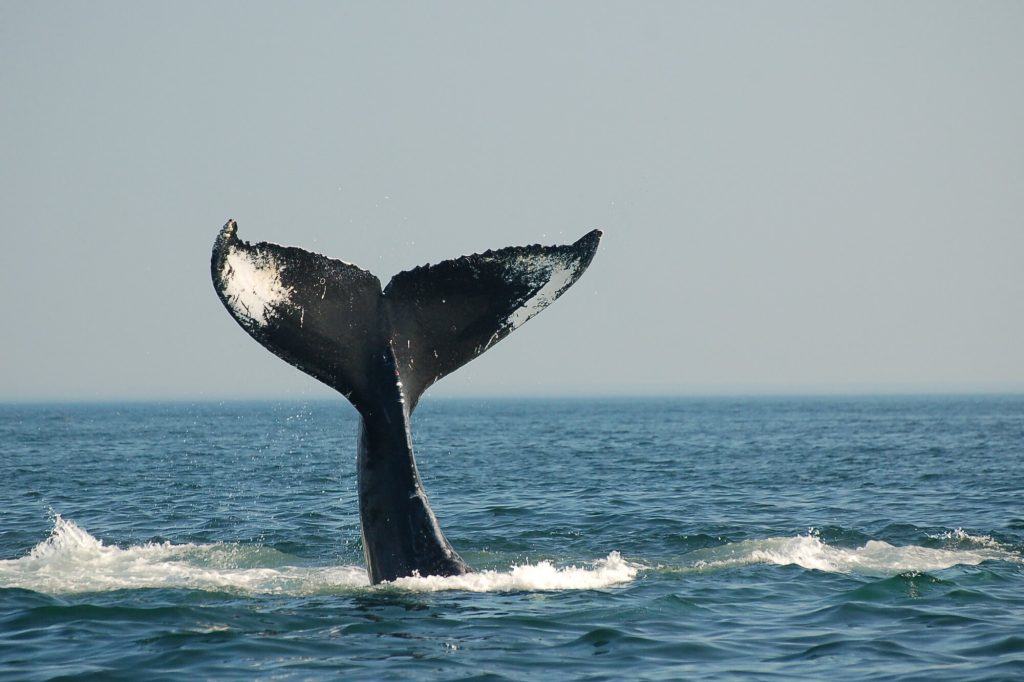 atlantic canada humpback whale tail ac