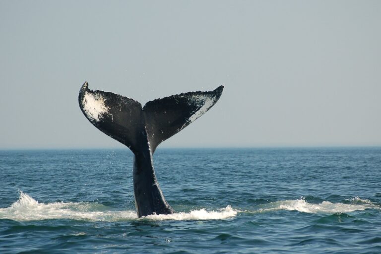atlantic canada humpback whale tail ac