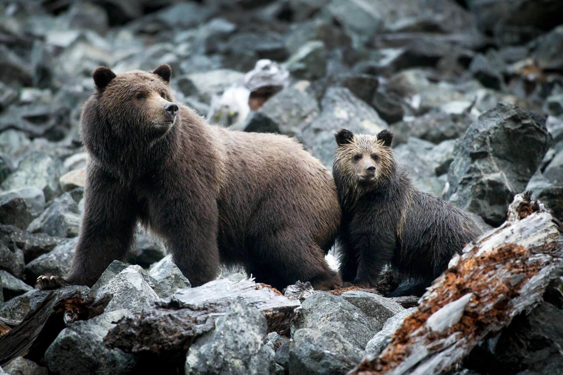 canada grizzly bear and cub in tweedsmuir provincial park tpl