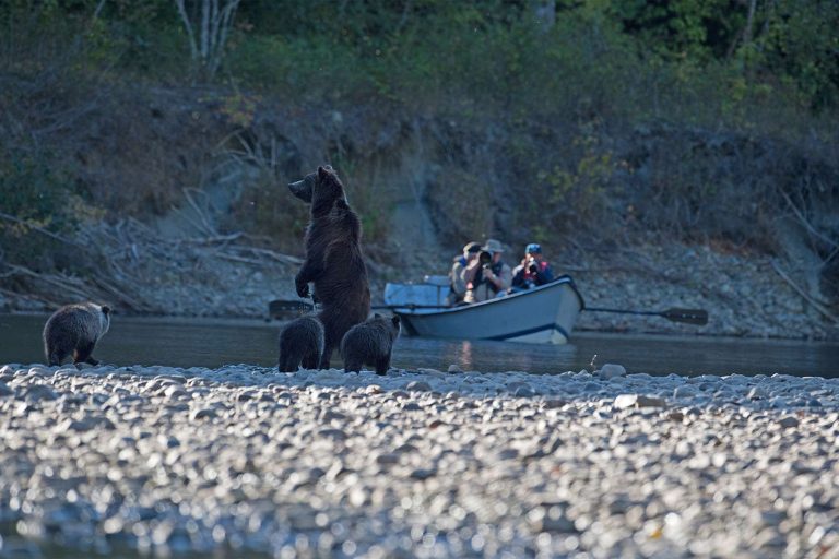 canada grizzly bear watching by river boat tweedsmuir british columbia