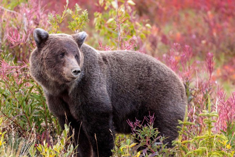 canada yukon grizzly bear amongst autumn flowers istk