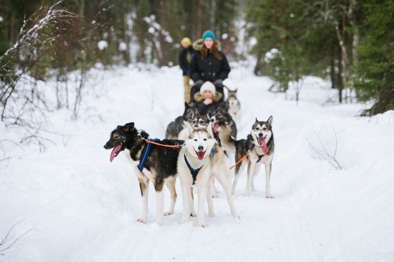 finnish lapland husky sledding adventure vf