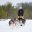 finnish lapland husky sledding along snowy trails vf