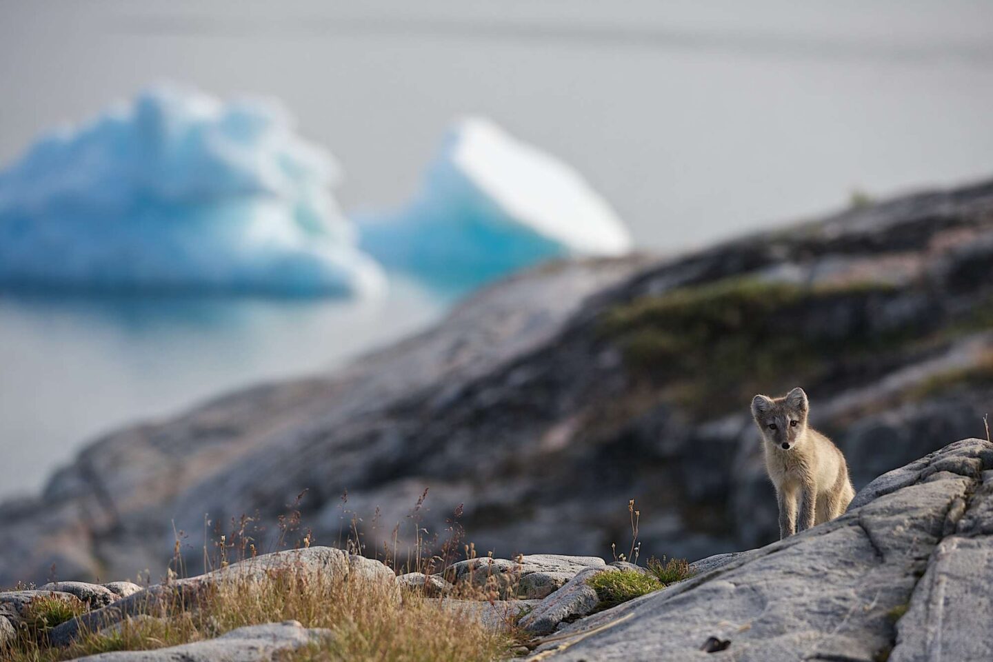 west greenland arctic fox against iceberg backdrop disko bay vg