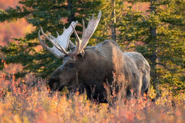alaska bull moose in denali autumn istk