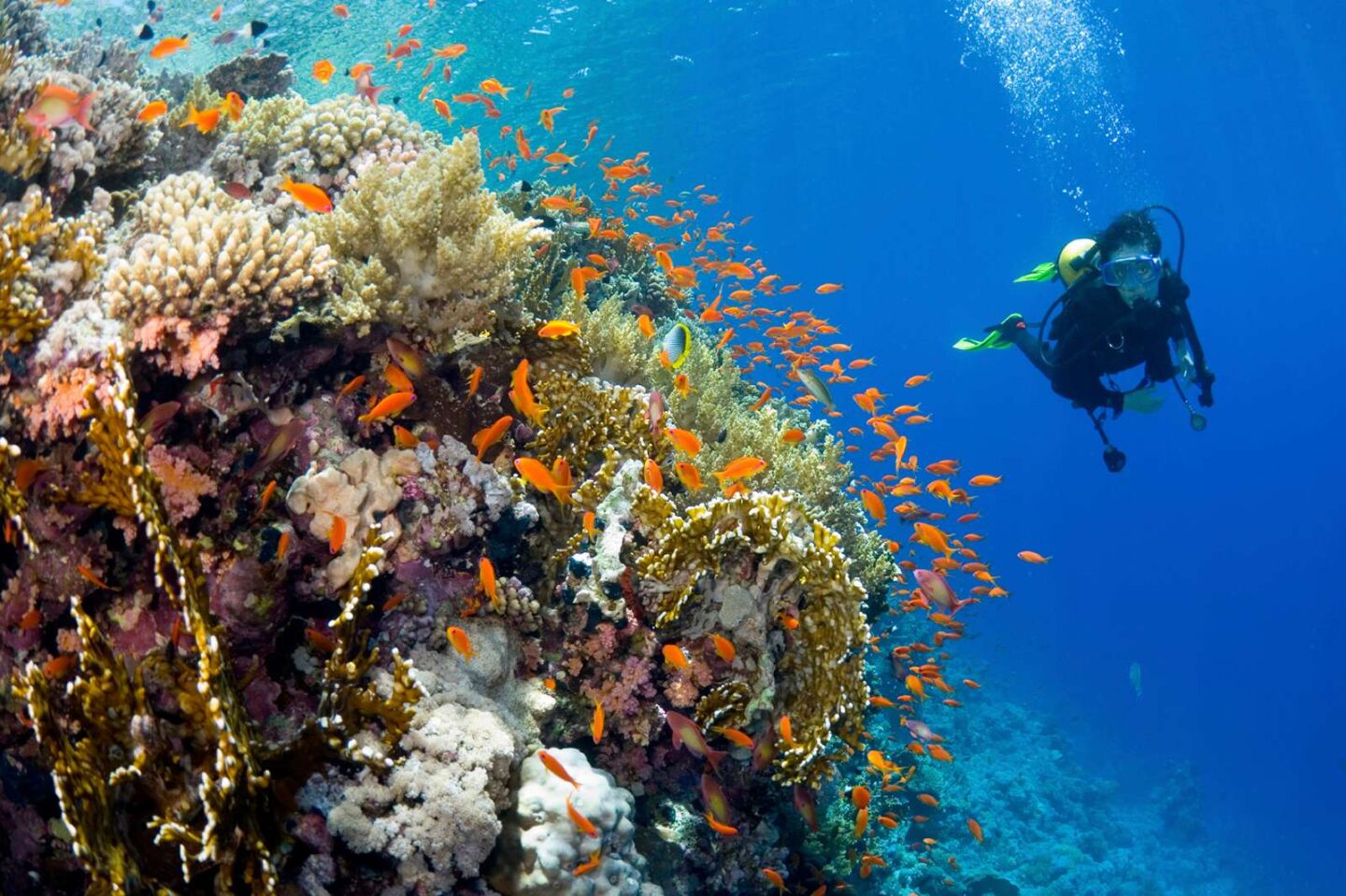 fiji yasawa islands diving among coral reef yir