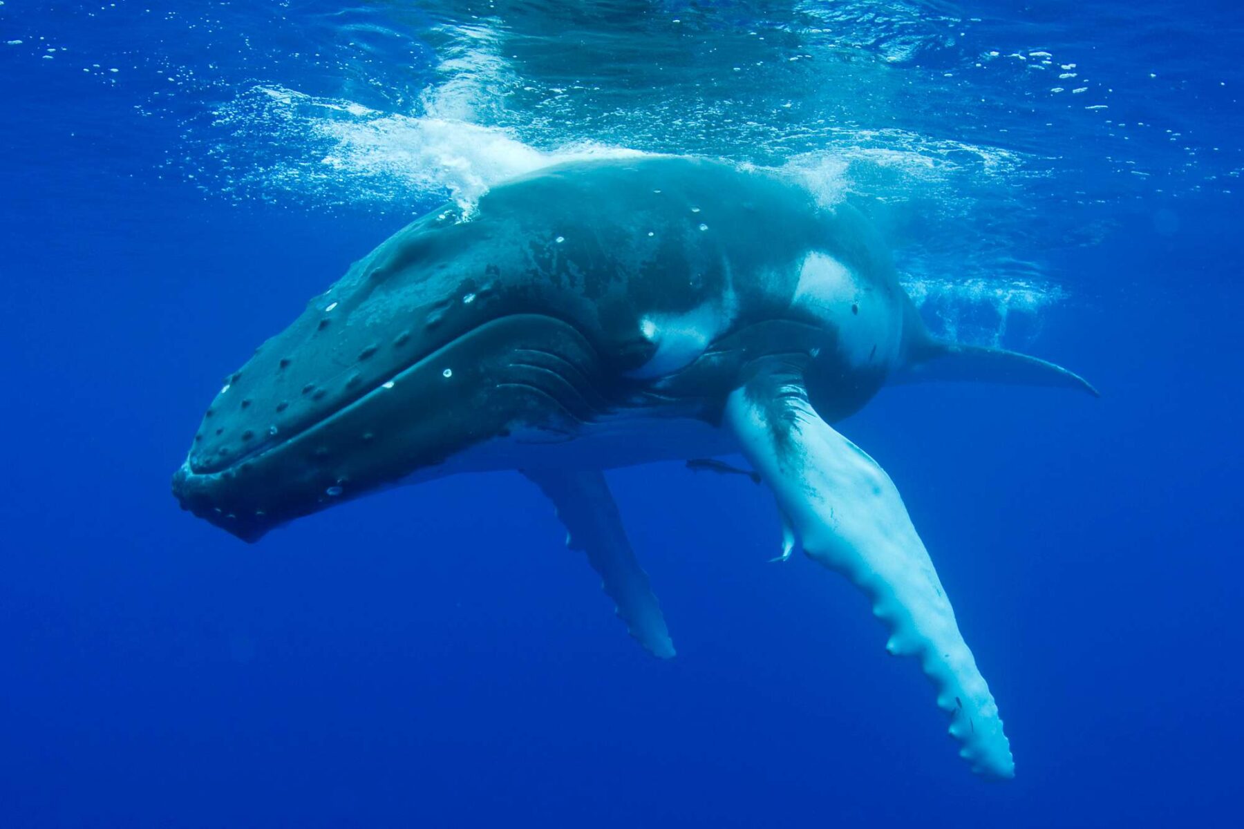 humpback whale swimming underwater istk