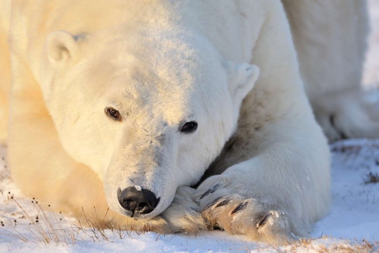 canada churchill sunlit polar bear on tundra istk