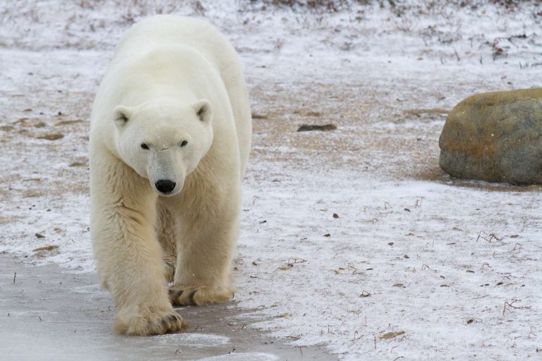 canada polar bear walking across frozen tundra churchill nha jared