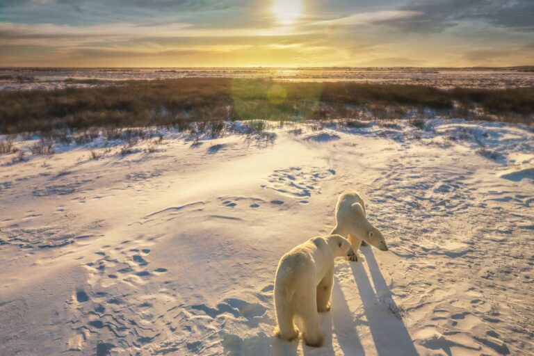 canada polar bears on tundra at sunset churchill istk