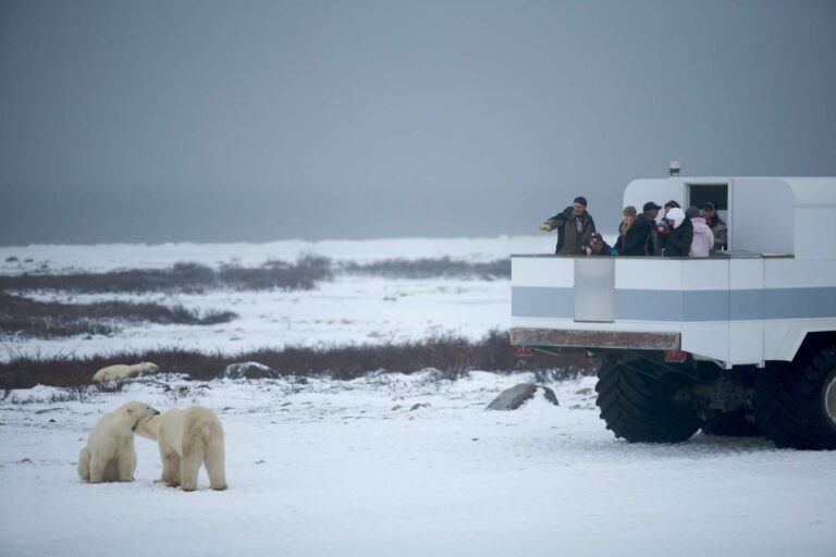 canada watching polar bears from polar rover viewing platform nha