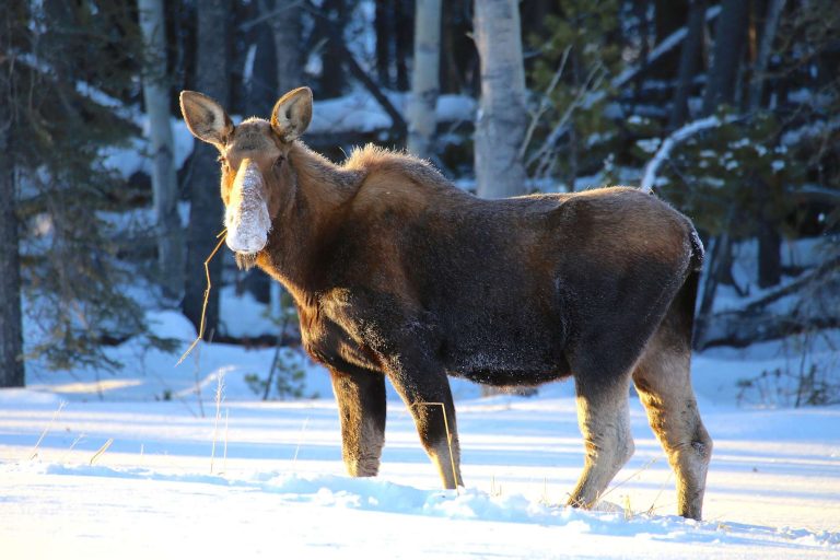 canada yukon moose in snow nlrs