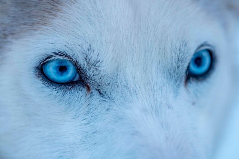 close up of blue eyed husky sled dog istk