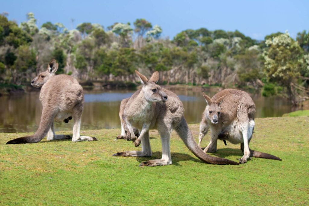 south australia kangaroos beside lake istk