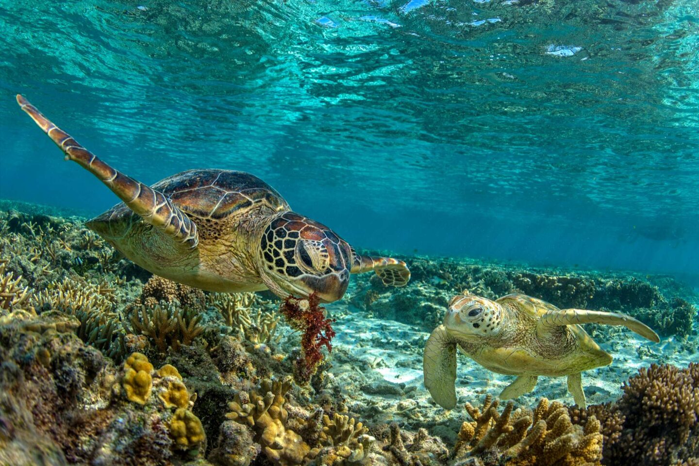australia green turtles great barrier reef istk
