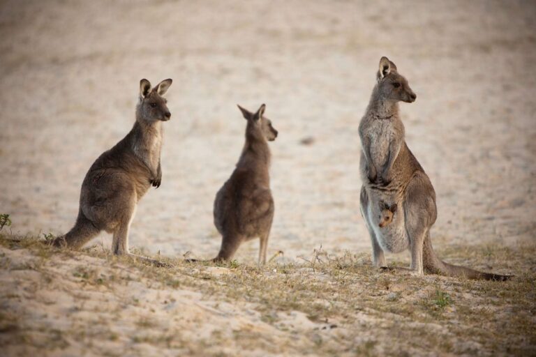 australia kangaroos with joey istk