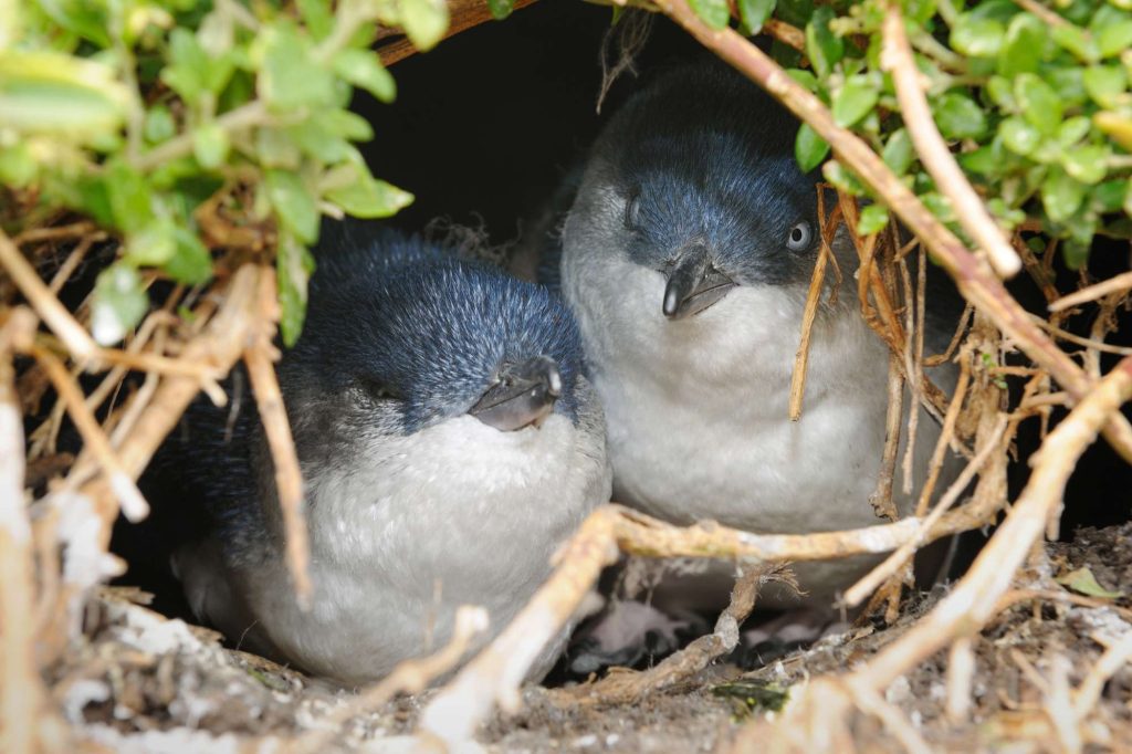 australia little penguins in nest istk