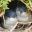 australia little penguins in nest istk
