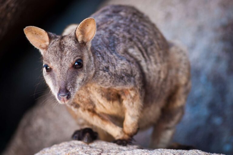 australia queensland rock wallaby istk
