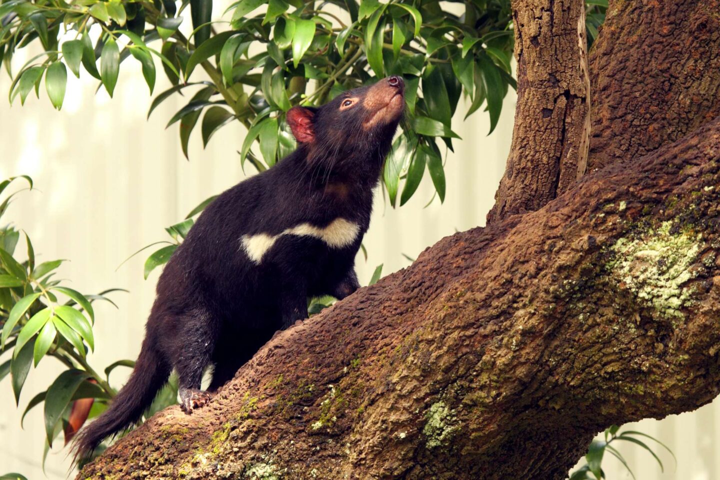australia tasmanian devil climbing tree istk